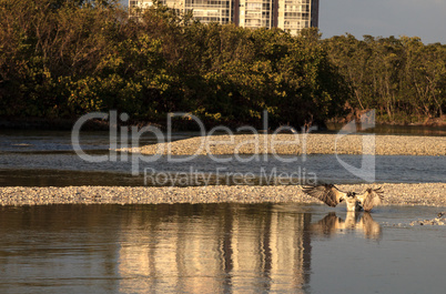 Osprey bird of prey Pandion haliaetus flying over the water afte