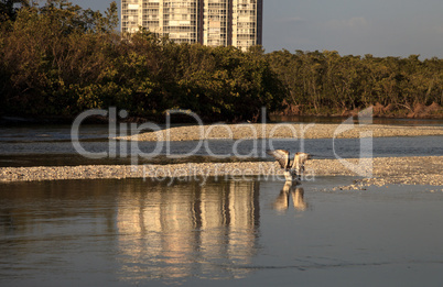 Osprey bird of prey Pandion haliaetus flying over the water afte