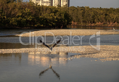 Osprey bird of prey Pandion haliaetus flying over the water afte