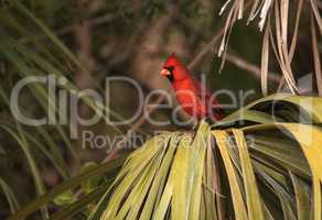 Male red Northern cardinal bird Cardinalis cardinalis