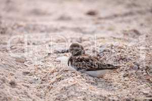 Nesting Ruddy turnstone wading bird Arenaria interpres