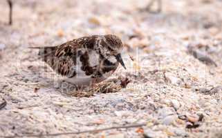 Nesting Ruddy turnstone wading bird Arenaria interpres