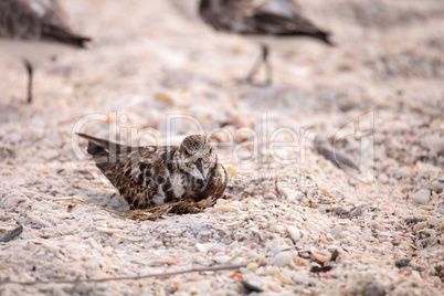 Nesting Ruddy turnstone wading bird Arenaria interpres