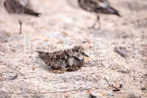 Nesting Ruddy turnstone wading bird Arenaria interpres