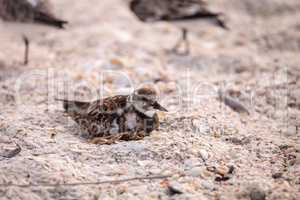 Nesting Ruddy turnstone wading bird Arenaria interpres