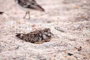 Nesting Ruddy turnstone wading bird Arenaria interpres