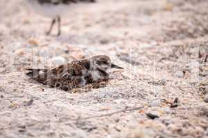 Nesting Ruddy turnstone wading bird Arenaria interpres