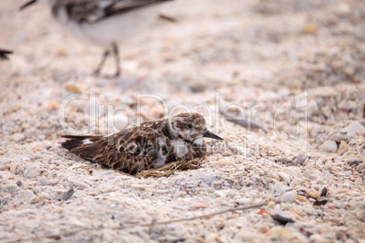 Nesting Ruddy turnstone wading bird Arenaria interpres