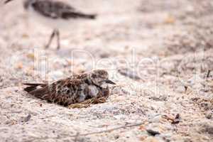 Nesting Ruddy turnstone wading bird Arenaria interpres