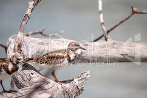 Nesting Ruddy turnstone wading bird Arenaria interpres