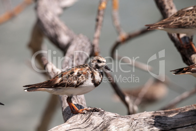 Nesting Ruddy turnstone wading bird Arenaria interpres