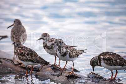 Nesting Ruddy turnstone wading bird Arenaria interpres