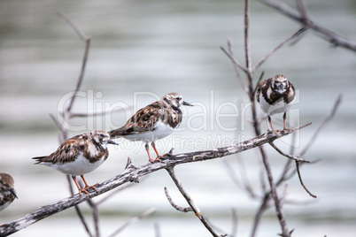 Nesting Ruddy turnstone wading bird Arenaria interpres
