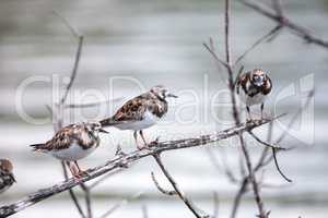 Nesting Ruddy turnstone wading bird Arenaria interpres