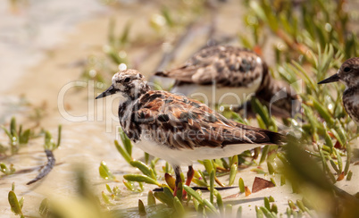 Nesting Ruddy turnstone wading bird Arenaria interpres