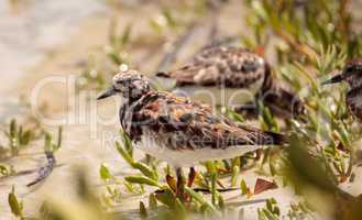 Nesting Ruddy turnstone wading bird Arenaria interpres