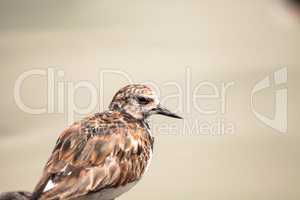 Nesting Ruddy turnstone wading bird Arenaria interpres