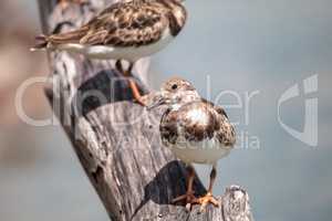 Nesting Ruddy turnstone wading bird Arenaria interpres