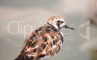 Nesting Ruddy turnstone wading bird Arenaria interpres