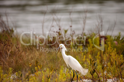 Snowy egret Egretta thula bird hunts for fish