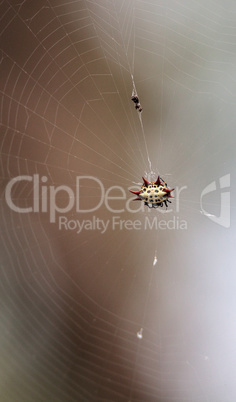 Female Red, white and black Spiny orb weaver spider Gasteracanth