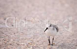 Western Sandpiper shorebirds Calidris mauri