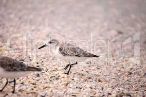 Western Sandpiper shorebirds Calidris mauri