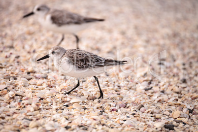 Western Sandpiper shorebirds Calidris mauri