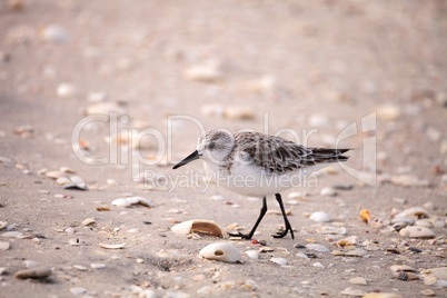 Western Sandpiper shorebirds Calidris mauri