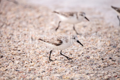 Western Sandpiper shorebirds Calidris mauri