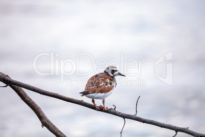 Nesting Ruddy turnstone wading bird Arenaria interpres