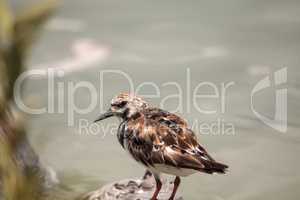 Nesting Ruddy turnstone wading bird Arenaria interpres