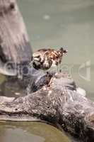 Nesting Ruddy turnstone wading bird Arenaria interpres