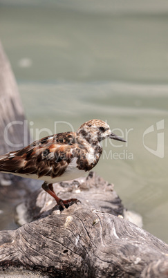 Nesting Ruddy turnstone wading bird Arenaria interpres