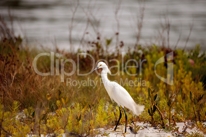 Snowy egret Egretta thula bird hunts for fish