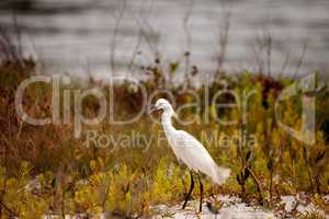 Snowy egret Egretta thula bird hunts for fish