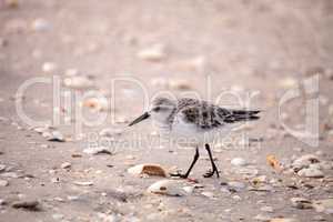 Western Sandpiper shorebirds Calidris mauri