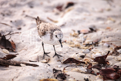 Western Sandpiper shorebirds Calidris mauri