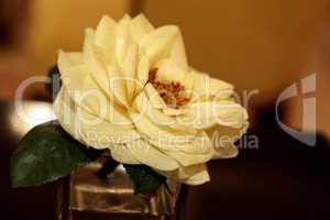 Silk white camellia flower