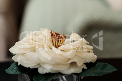 Silk white camellia flower