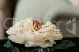 Silk white camellia flower