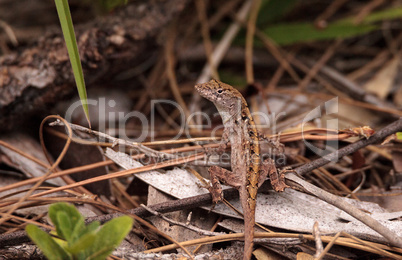 Brown anole lizard Anolis sagrei