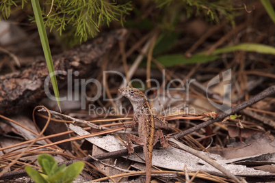 Brown anole lizard Anolis sagrei