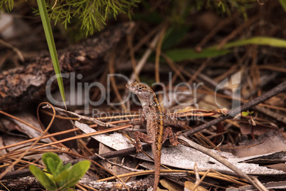 Brown anole lizard Anolis sagrei