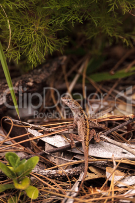 Brown anole lizard Anolis sagrei