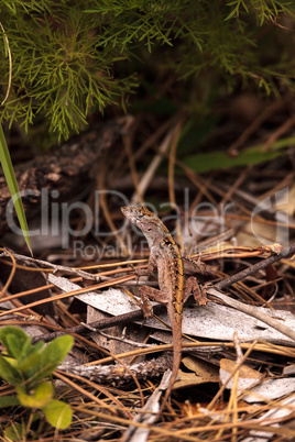 Brown anole lizard Anolis sagrei