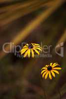 Gloriosa Daisy black-eyed susan flower