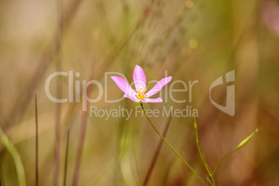 Marsh Pink wild flower Sabatia grandiflora blooms