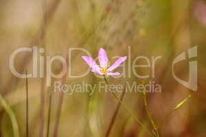 Marsh Pink wild flower Sabatia grandiflora blooms