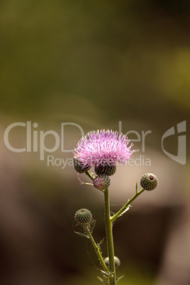 Pink flower of a thistle plant Carduus horridulum